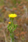 Soft goldenaster